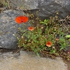 Plants: image 22 Of 65 Thumb